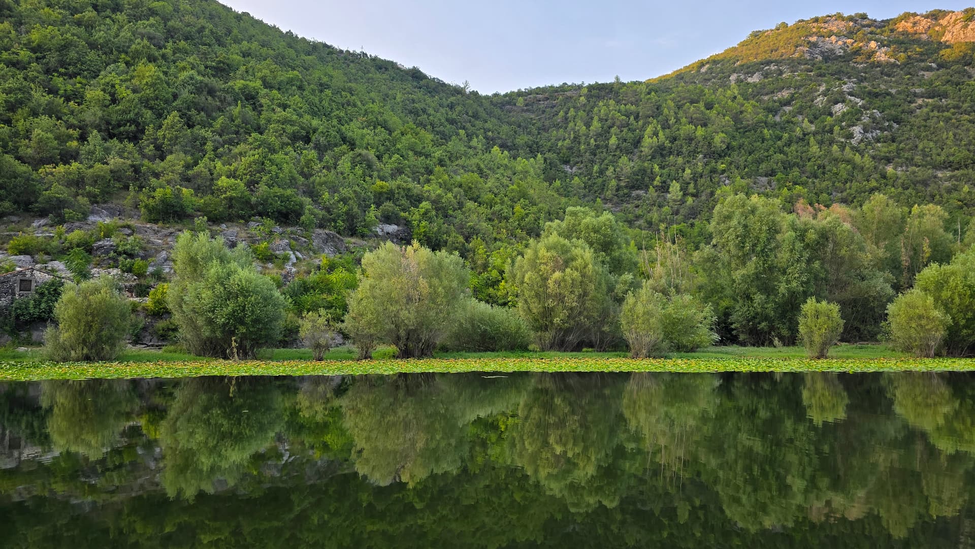 Water lilies along the Skadar Lake shoreline in warm light