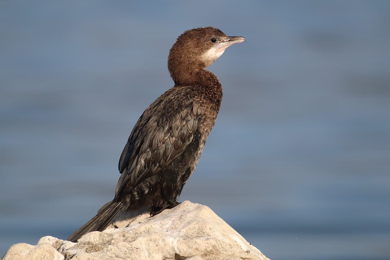 Pygmy cormorant perched on a pale rock with open water behind it on Skadar Lake