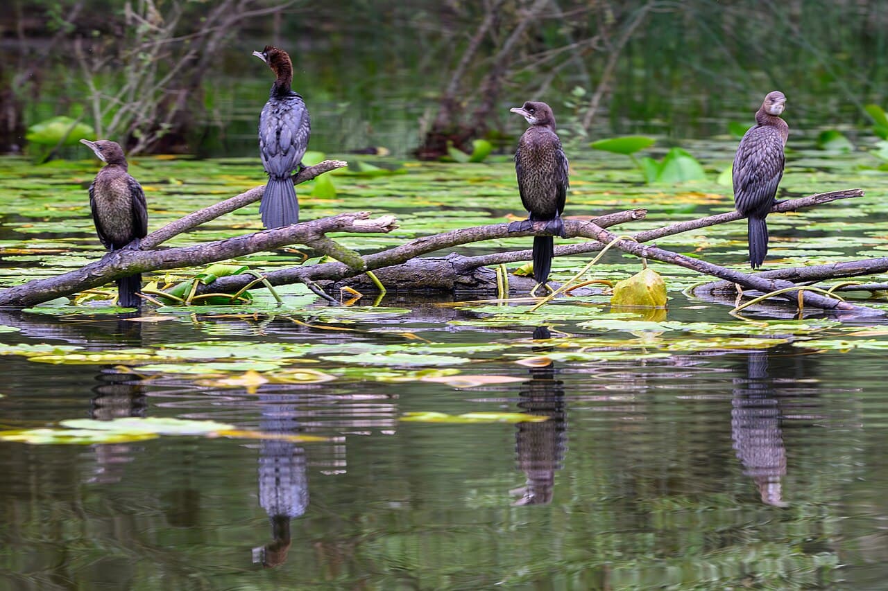 Four pygmy cormorants perched on dead branches above lily pads on Skadar Lake