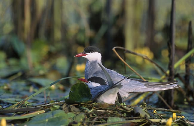 Whiskered tern on a floating nest among lily pads