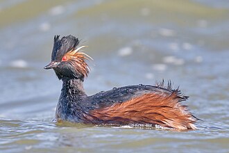Black-necked grebe on Skadar Lake in winter
