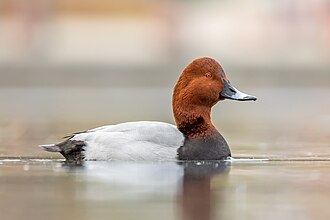 Common pochard on Skadar Lake
