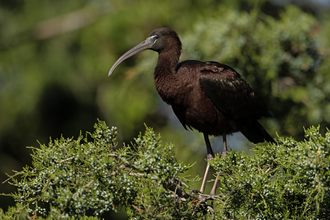 Glossy ibis foraging on Skadar Lake margins
